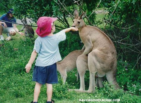 kangaroos.jpg